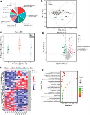 Protective effect of bioactive iridium nanozymes on high altitude-related hypoxia-induced kidney injury in mice